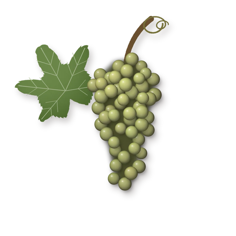Drawing of a Rabo de Ovelha bunch