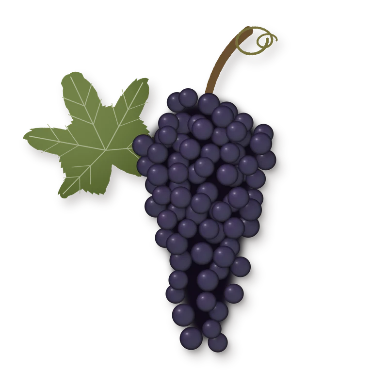 Drawing of a Raboso Piave bunch