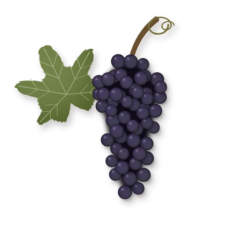 Drawing of a Refosco dal Peduncolo Rosso bunch