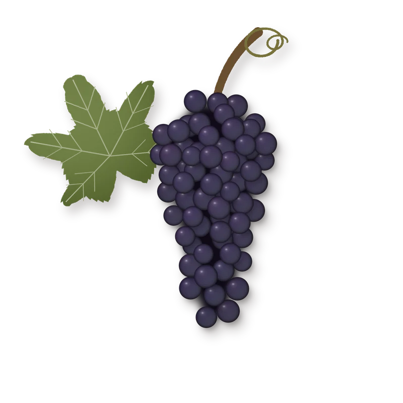 Drawing of a Refosco bunch