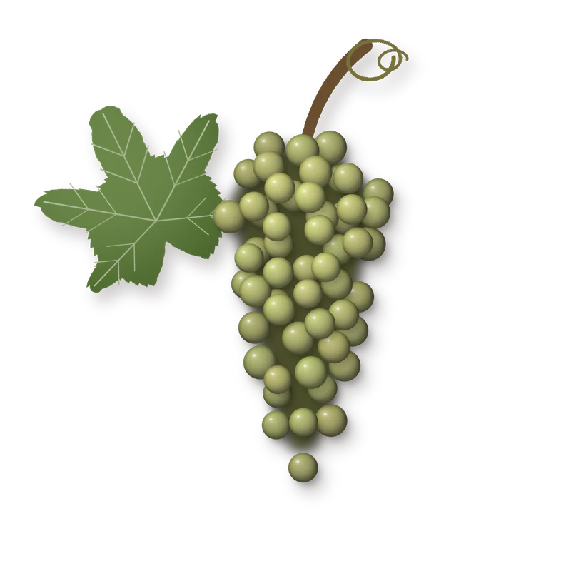 Drawing of a Rèze bunch