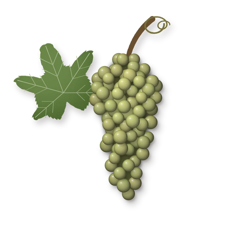 Drawing of a Ribolla Gialla bunch