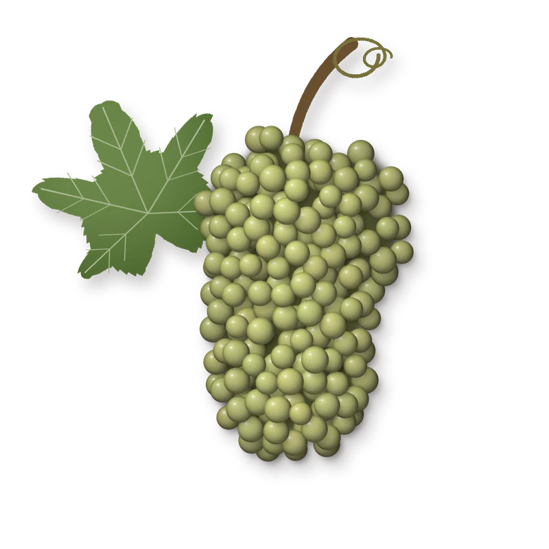 Drawing of a Riesling Italico bunch