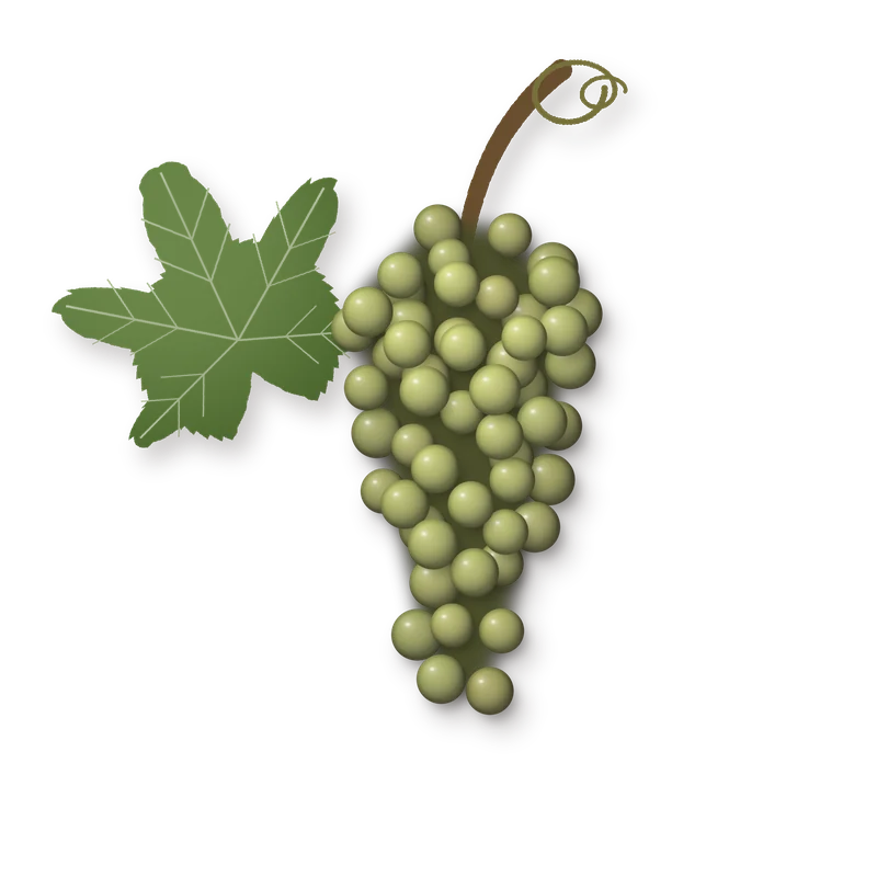 Drawing of a Riesling-Sylvaner bunch