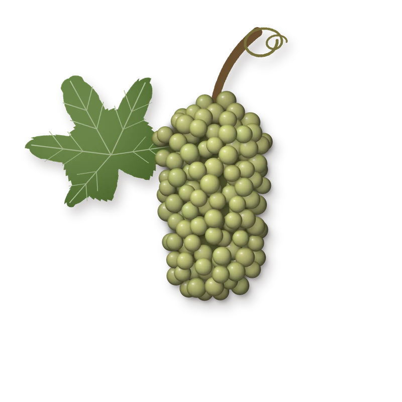 Drawing of a Riesling bunch