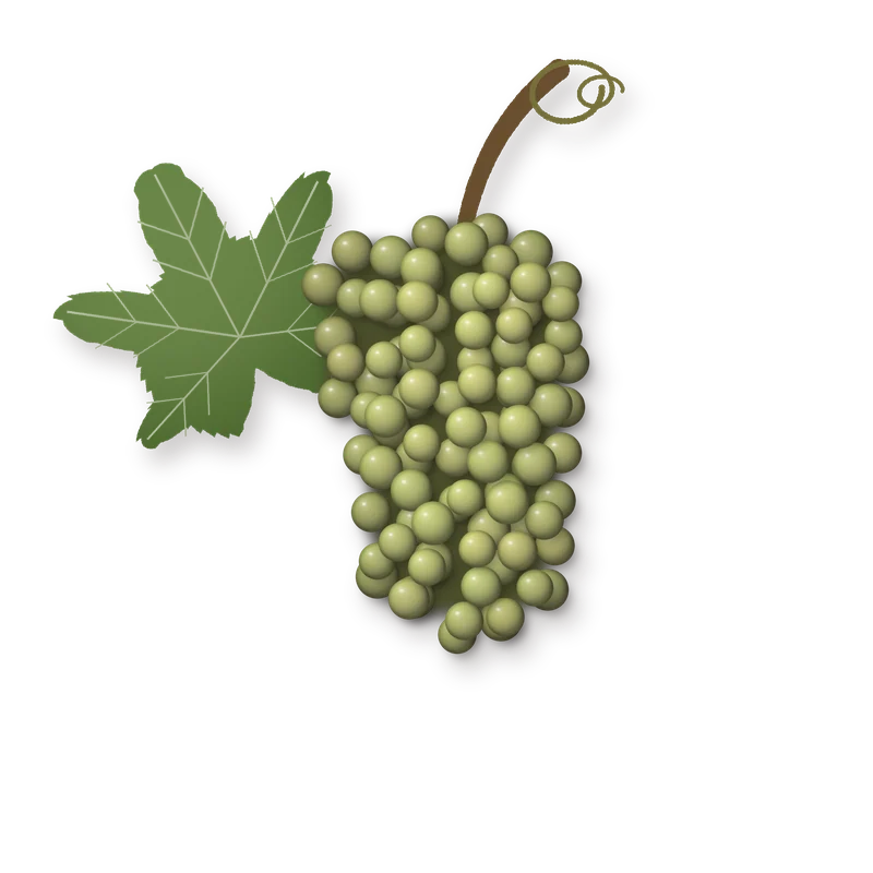 Drawing of a Romorantin bunch