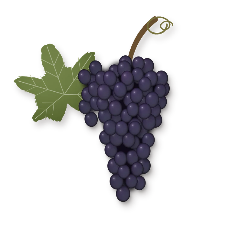 Drawing of a Rossignola bunch