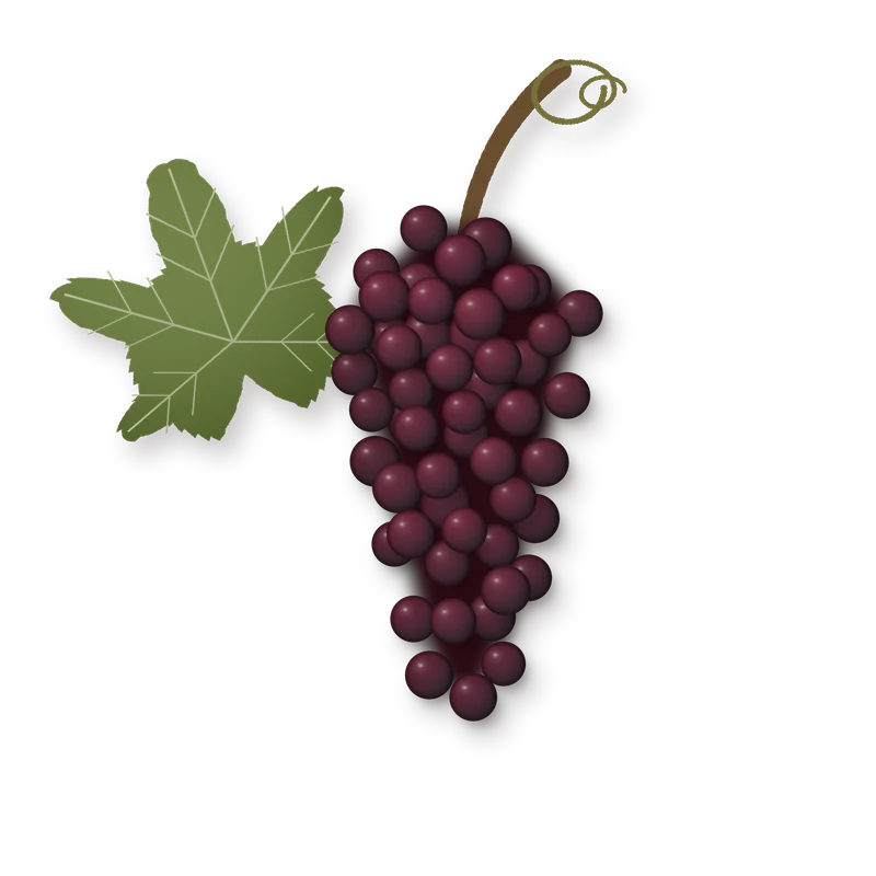 Drawing of a Roter Riesling bunch