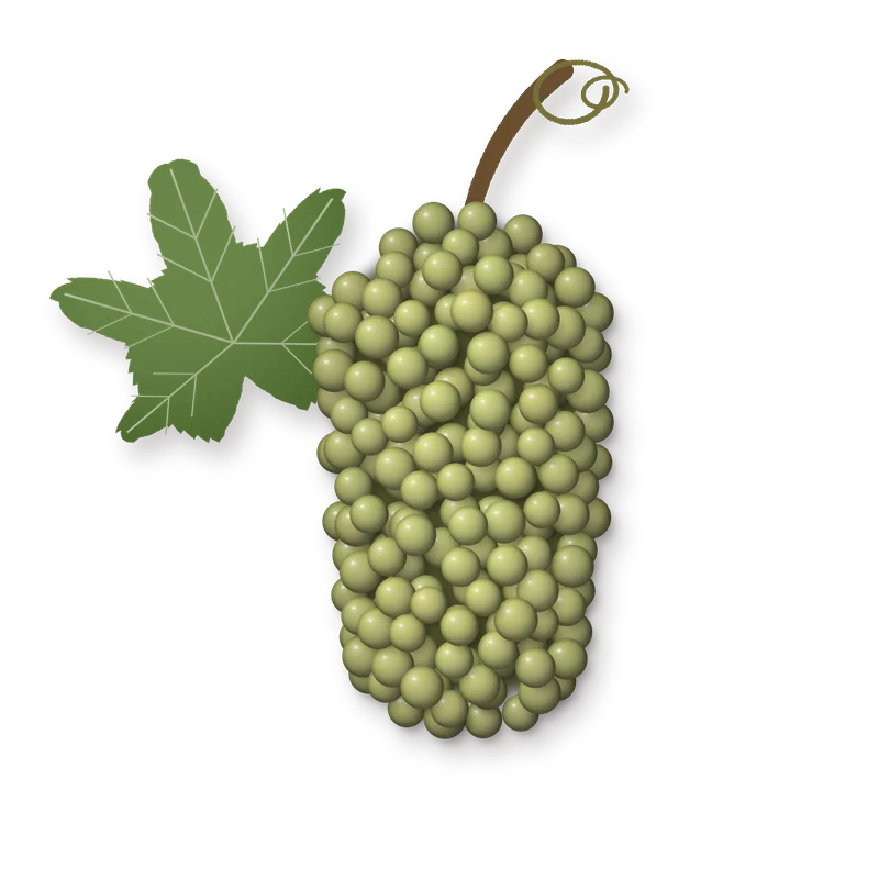 Drawing of a Roussanne bunch