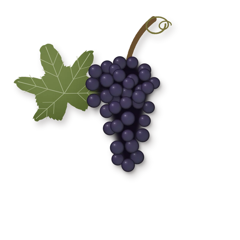 Drawing of a Sagrantino bunch