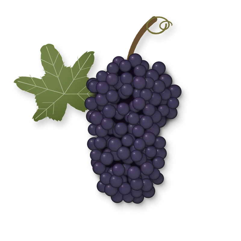 Drawing of a Sangiovese (Morellino) bunch