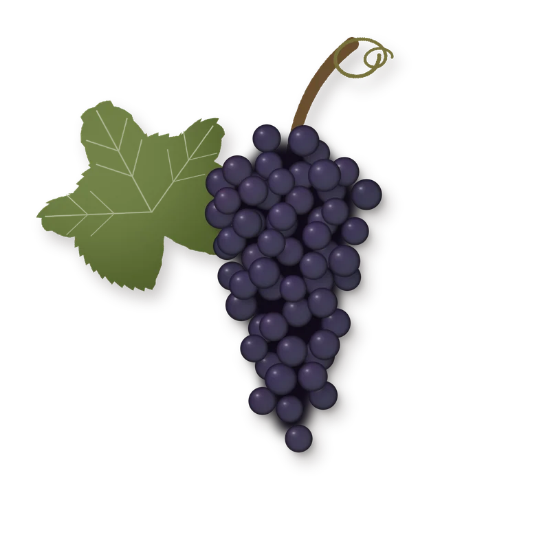 Drawing of a Saperavi bunch