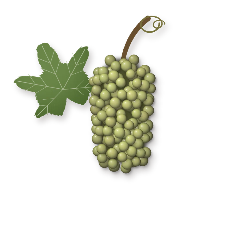 Drawing of a Saumagen Riesling bunch