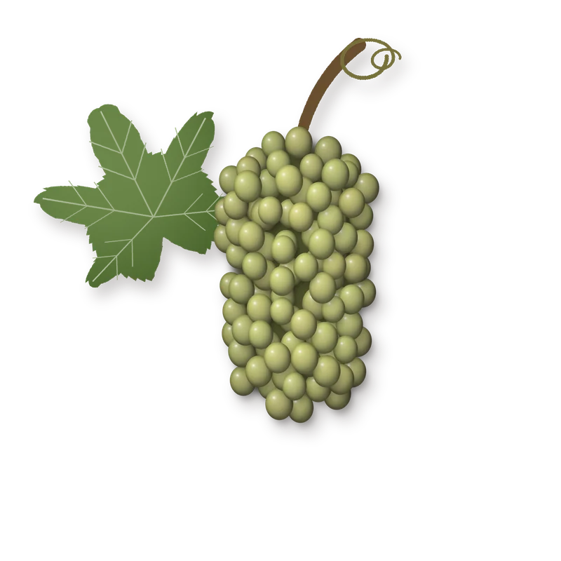 Drawing of a Sauvignon Blanc bunch