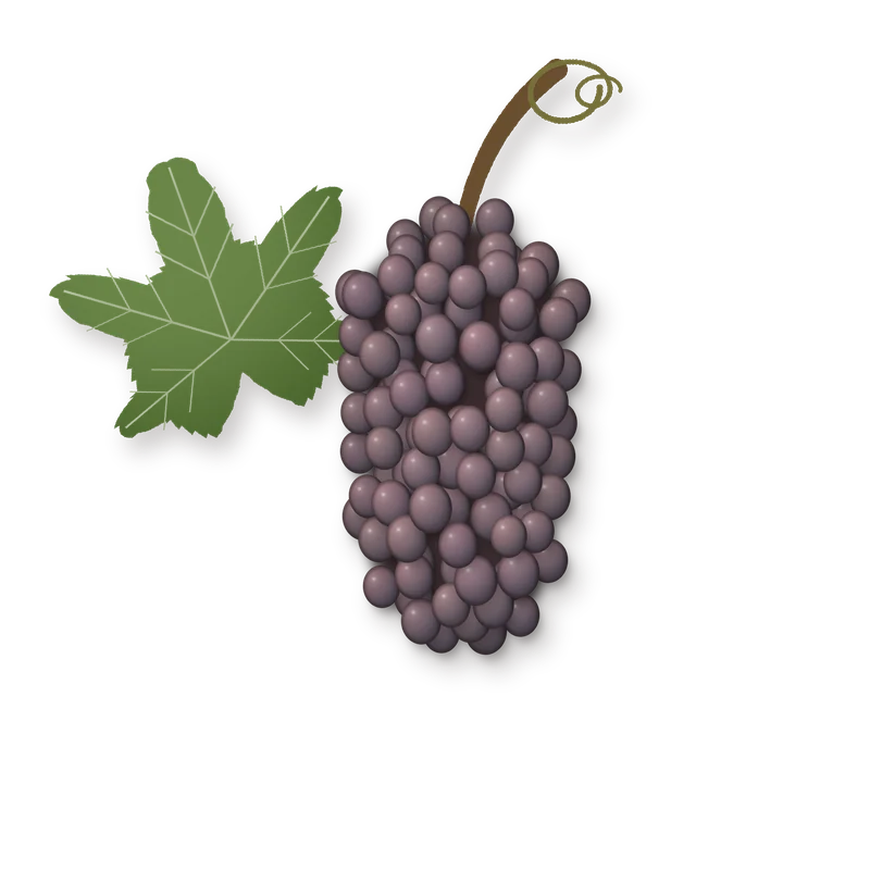 Drawing of a Sauvignon Gris bunch