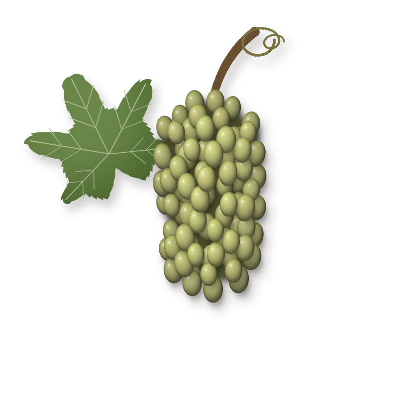 Drawing of a Sauvignon bunch