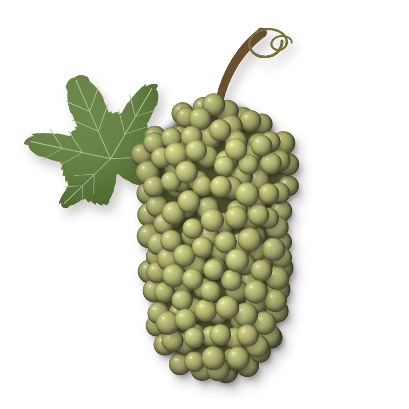 Drawing of a Savatiano bunch