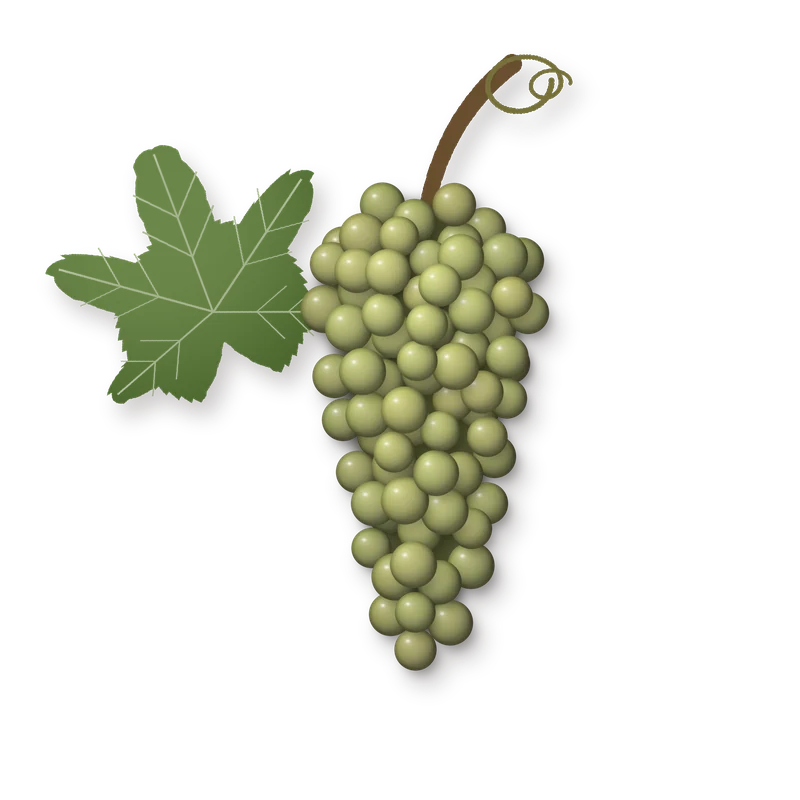 Drawing of a Scheurebe bunch