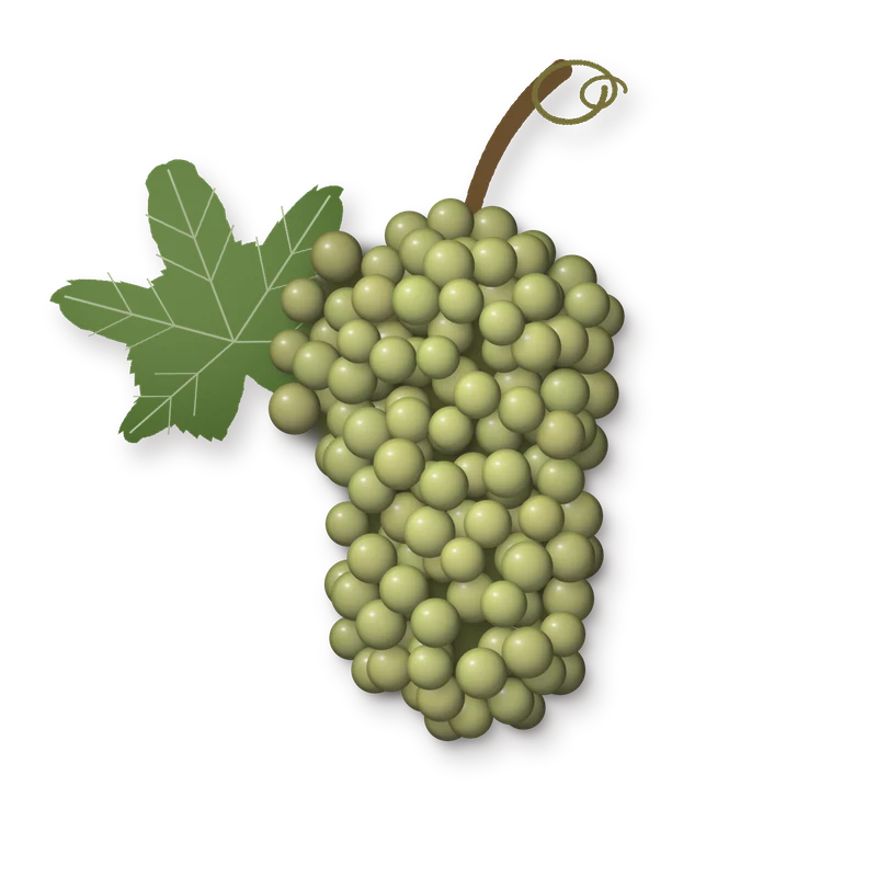 Drawing of a Semillon bunch