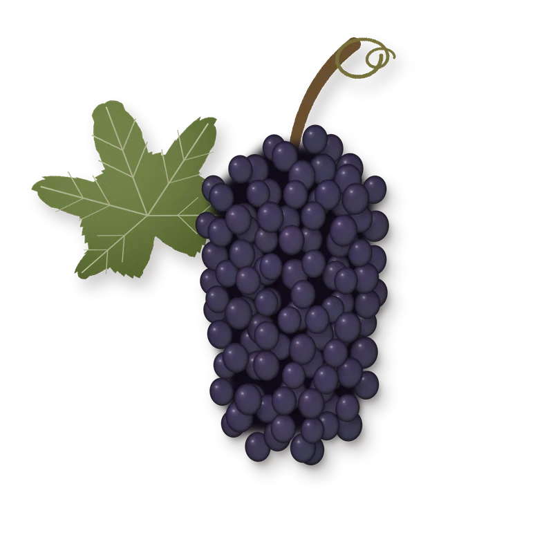 Drawing of a Shiraz bunch
