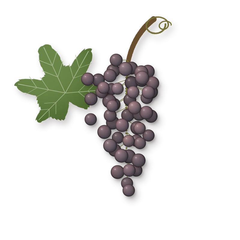 Drawing of a Souvignier Gris bunch