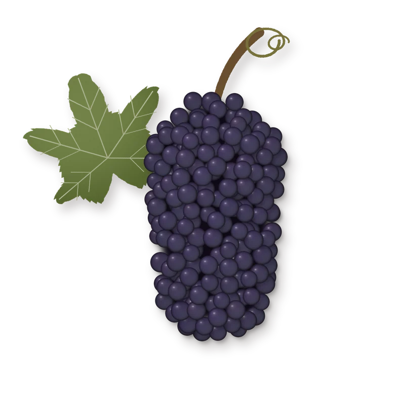Drawing of a Spaetburgunder (Pinot Noir) bunch