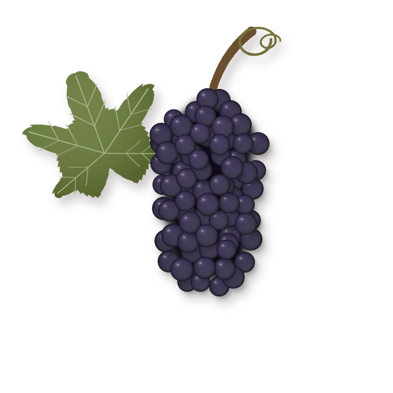 Drawing of a Spatburgunder (Pinot Noir) bunch