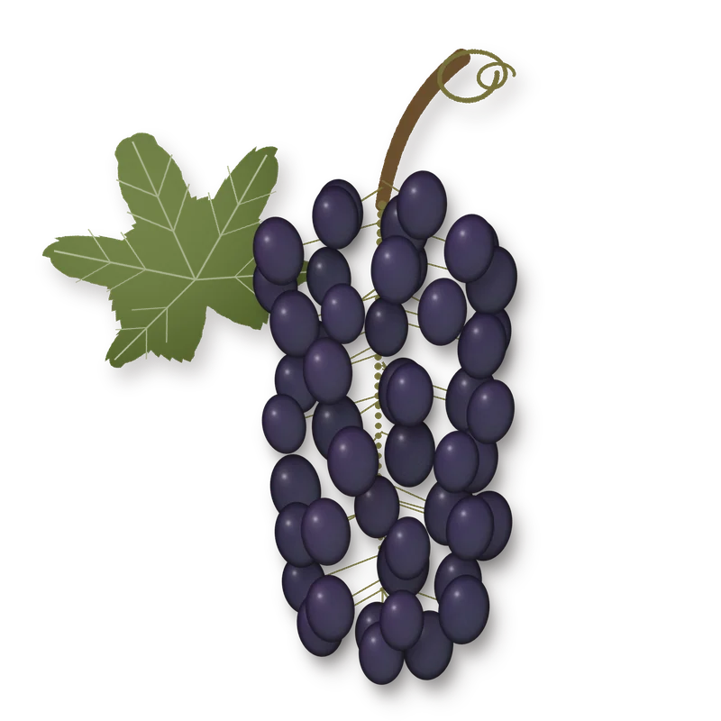 Drawing of a Sumoll bunch