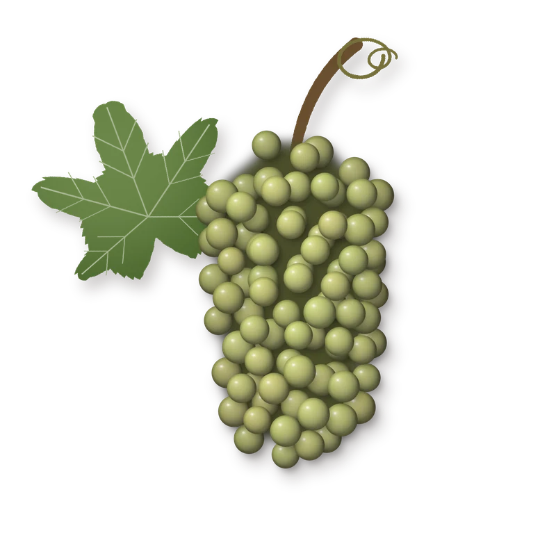 Drawing of a Sylvaner bunch