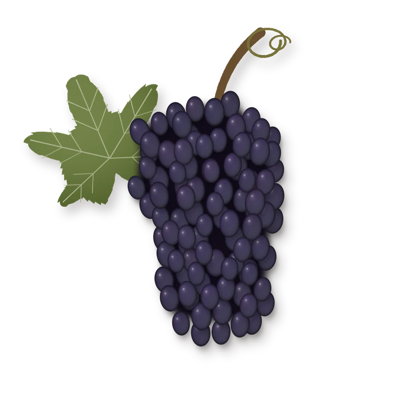 Drawing of a Syrah bunch