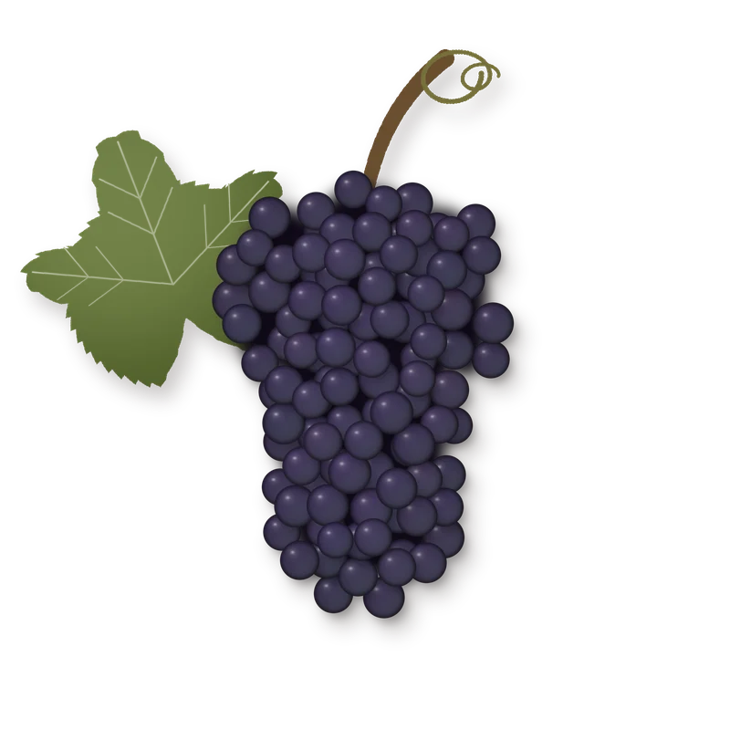 Drawing of a Tannat bunch