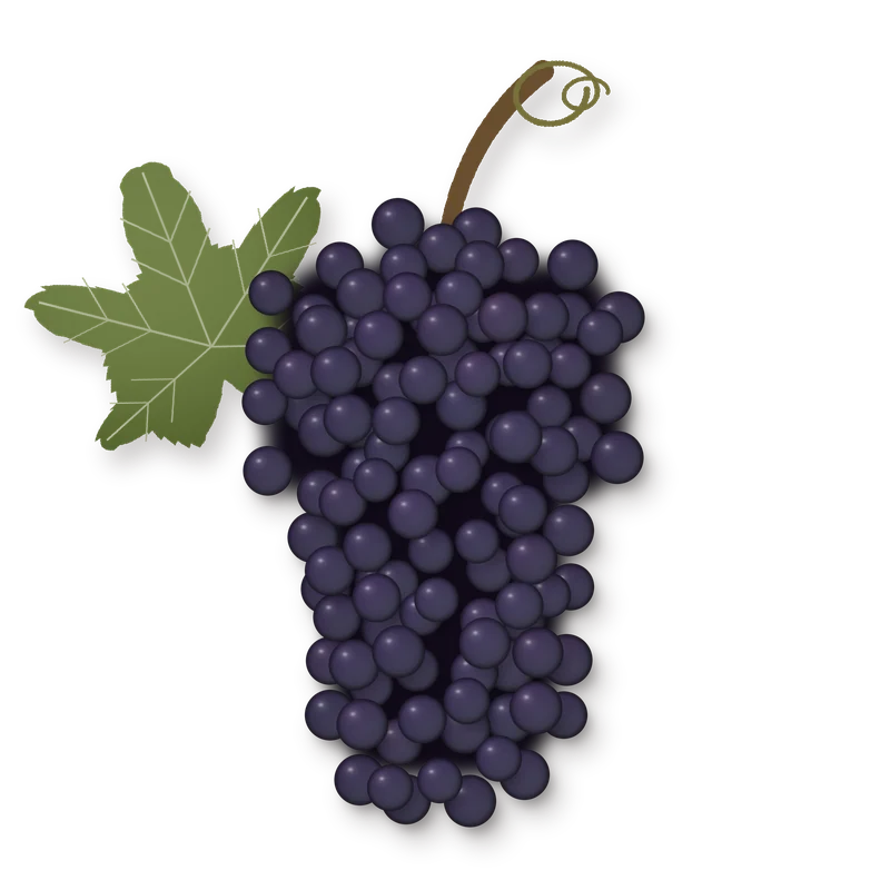 Drawing of a Tempranillo bunch