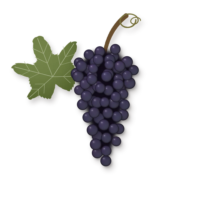Drawing of a Teroldego bunch