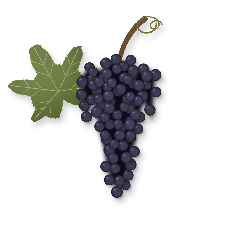 Drawing of a Tintilla de Rota bunch