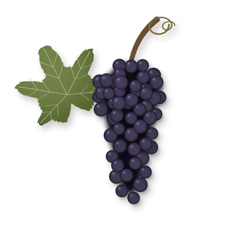 Drawing of a Tinto Cao bunch