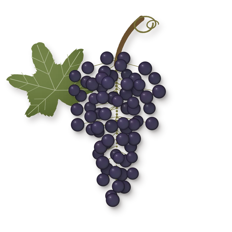 Drawing of a Tinto Fino bunch