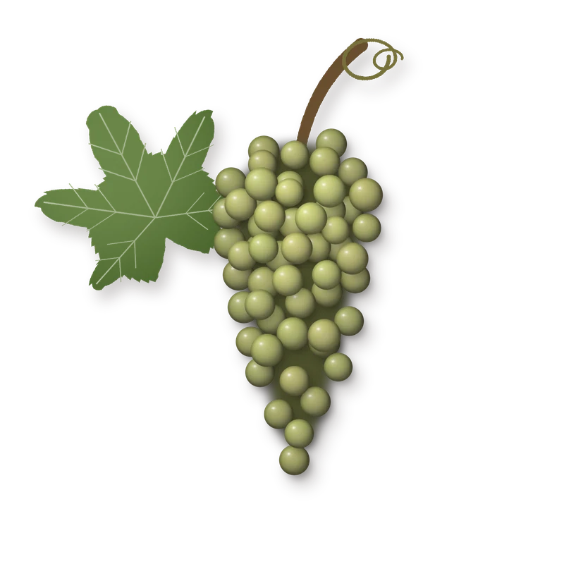 Drawing of a Tocai Friulano bunch