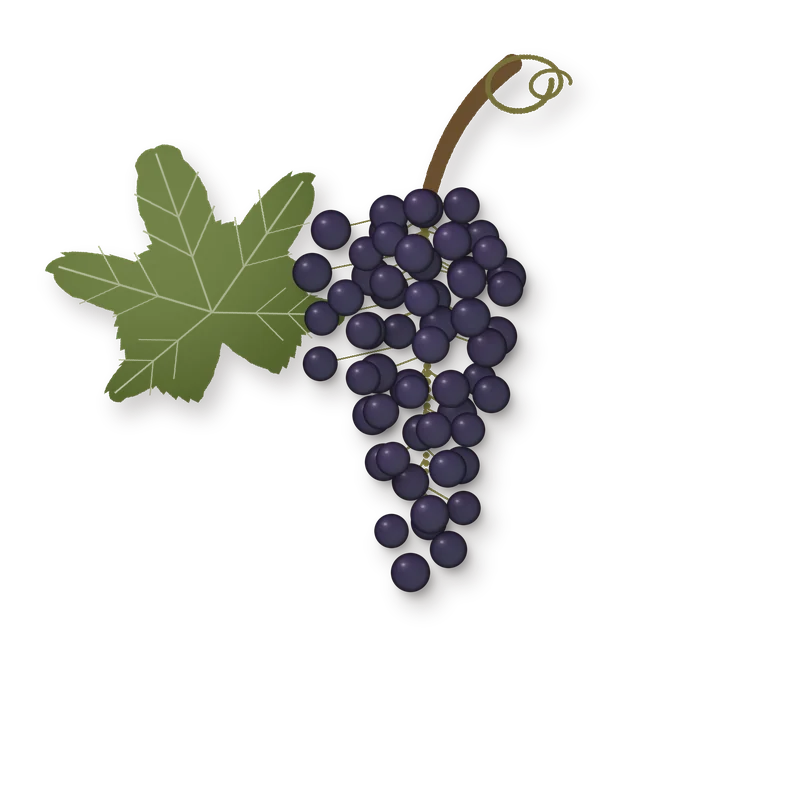 Drawing of a Touriga Nacional bunch