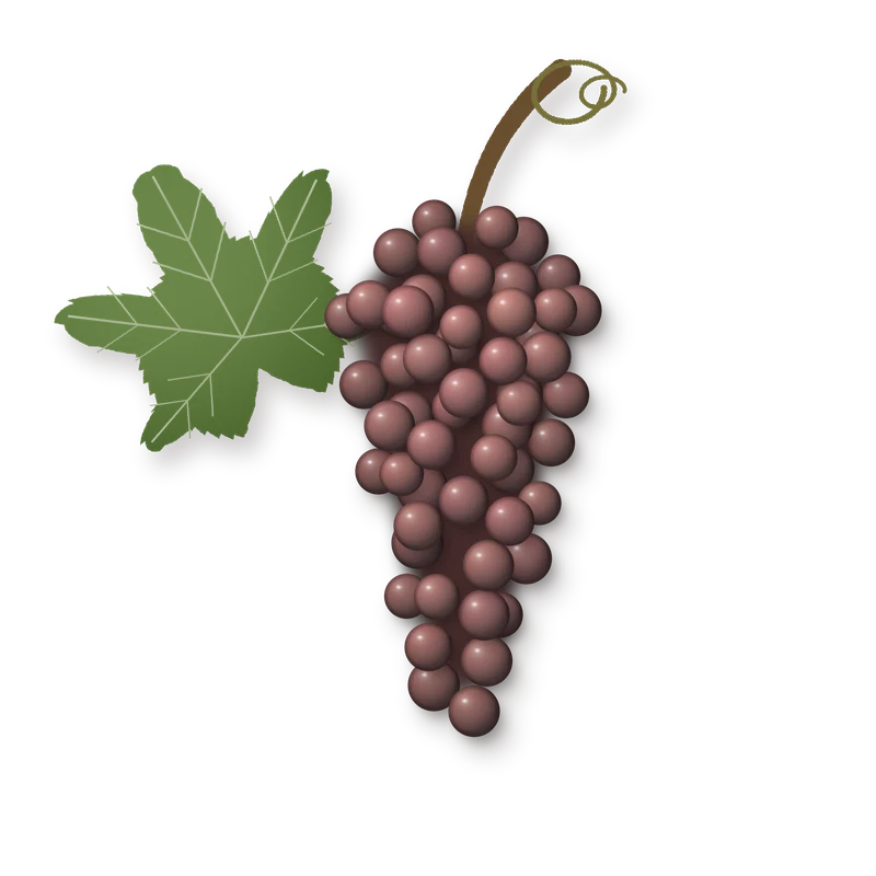 Drawing of a Traminer bunch