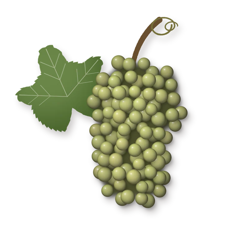 Drawing of a Trebbiano di Soave bunch