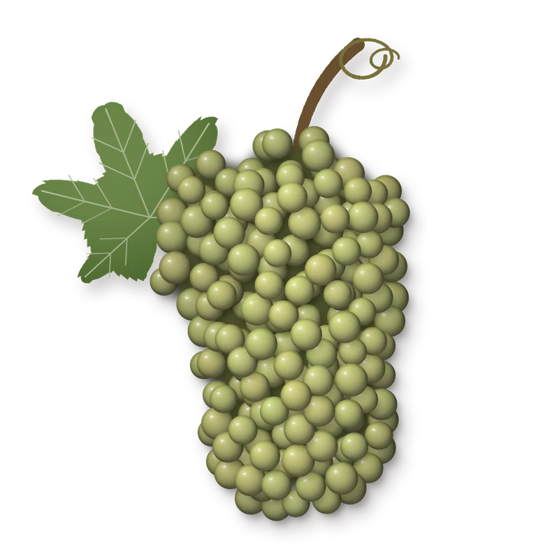 Drawing of a Trebbiano bunch
