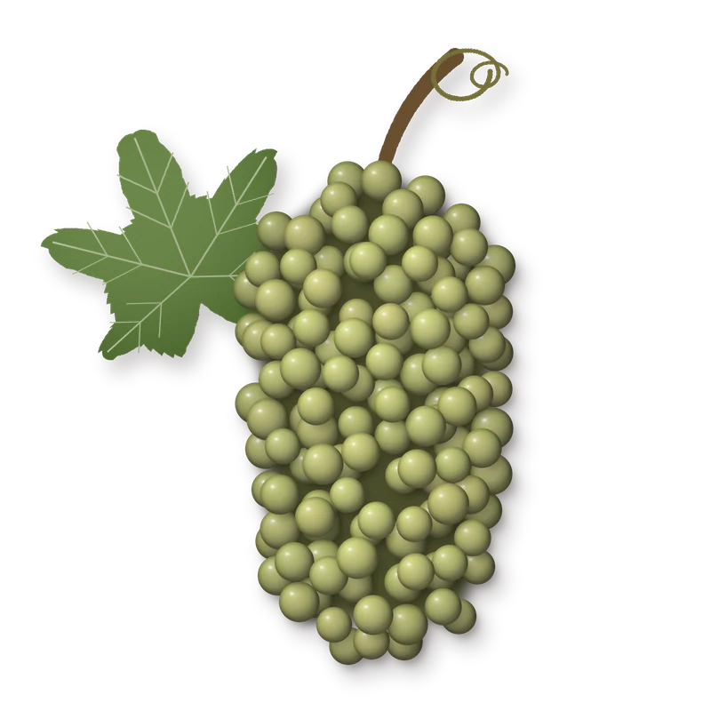 Drawing of a Ugni Blanc bunch