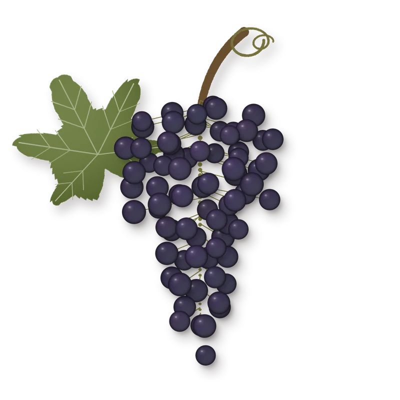 Drawing of a Ull de Llebre bunch
