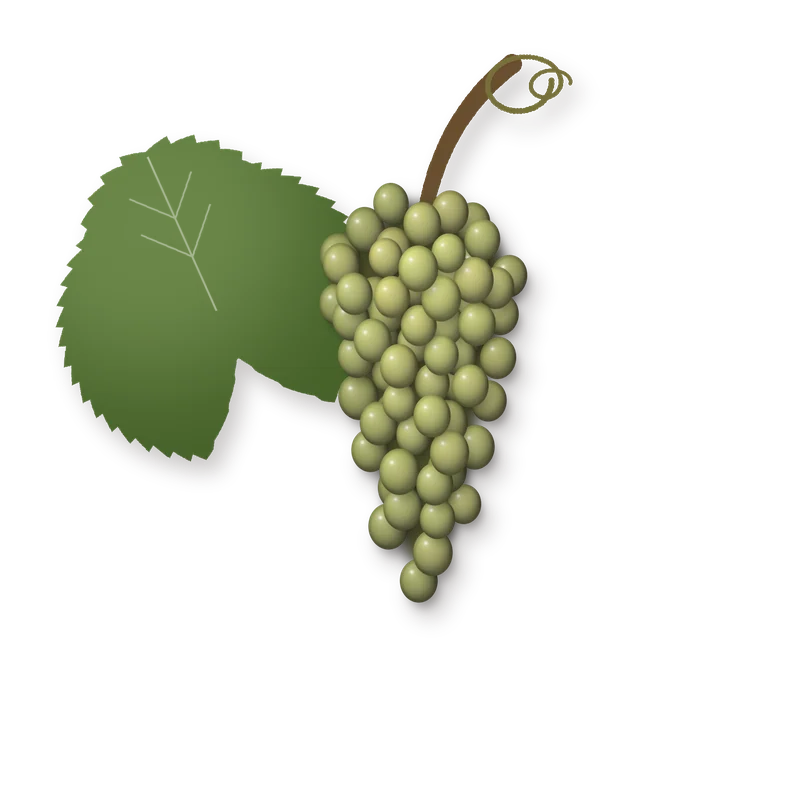 Drawing of a Verdelho bunch