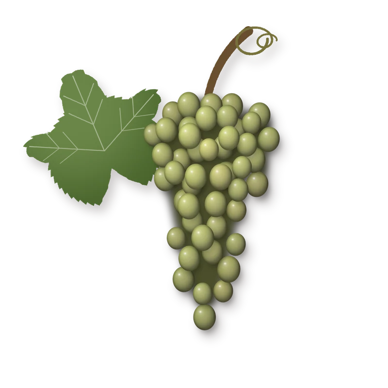 Drawing of a Vermentino bunch