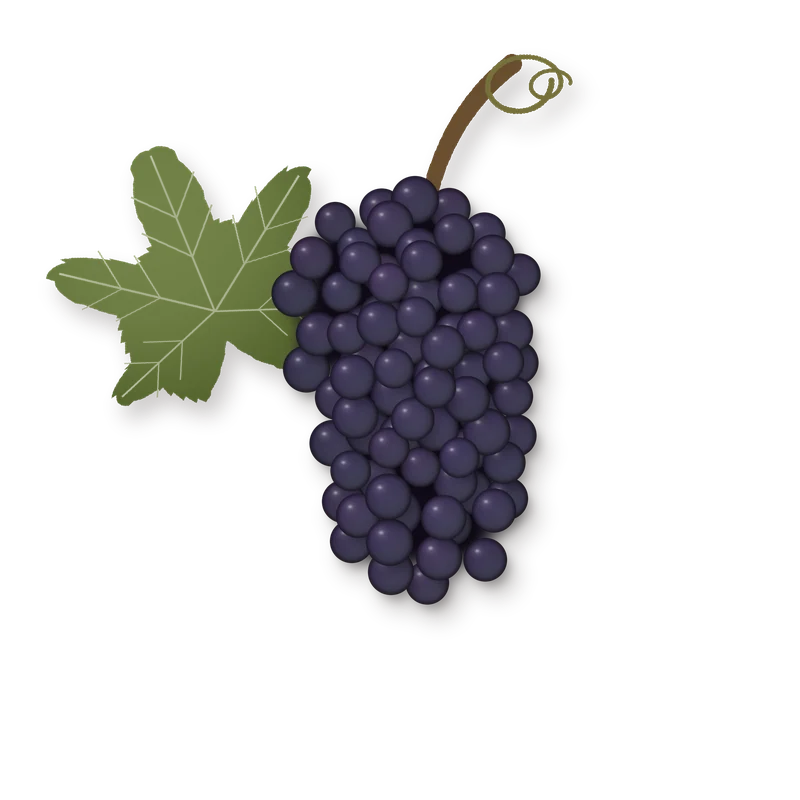 Drawing of a Vinhão bunch