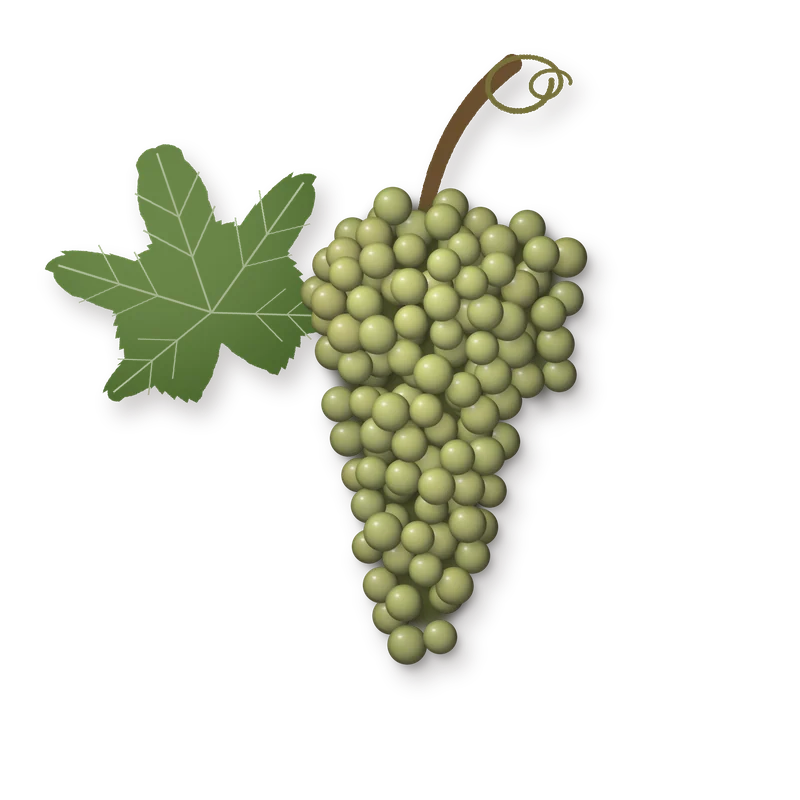 Drawing of a Viognier bunch