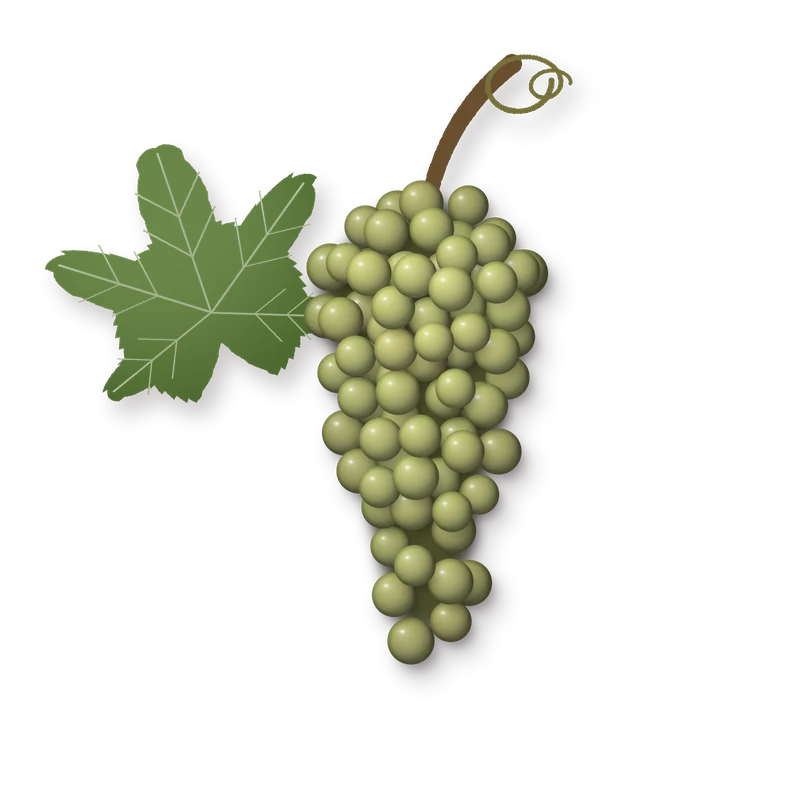 Drawing of a Vitovska bunch
