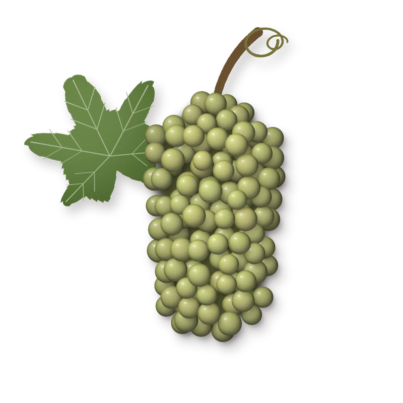 Drawing of a Weissburgunder (Pinot Blanc) bunch