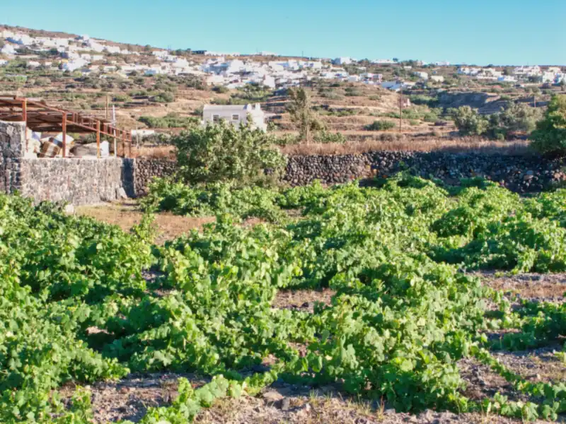 Old basket-trained vines at Domaine Sigalas on Santorini